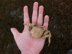 Paragrapsus gaimardii