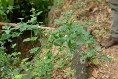 Scrophularia scorodonia
