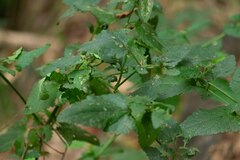 Scrophularia scorodonia