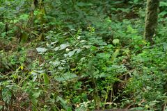 Scrophularia scorodonia