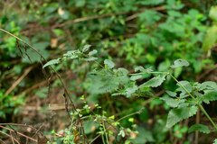 Scrophularia scorodonia