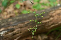 Scrophularia scorodonia