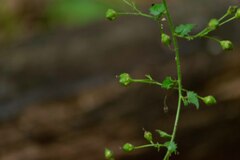 Scrophularia scorodonia