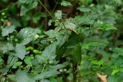Scrophularia scorodonia