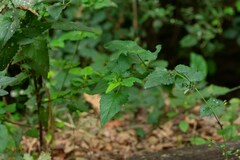 Scrophularia scorodonia