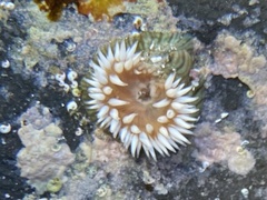 Anthothoe albocincta
