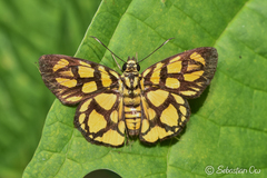 Odina hieroglyphica