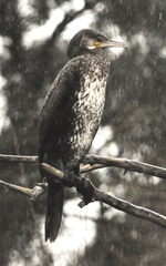 Phalacrocorax carbo carbo