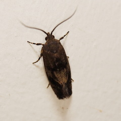 Pycnocera hypoxantha