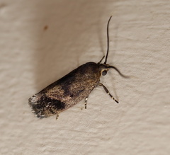 Pycnocera hypoxantha