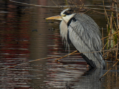 Ardea cinerea