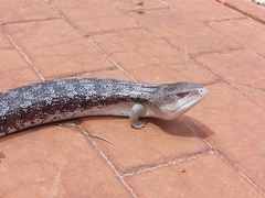 Tiliqua scincoides intermedia