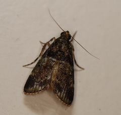 Orthaga atribasalis
