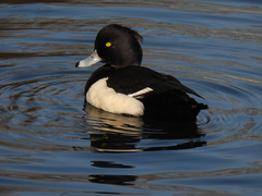 Aythya fuligula