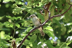 Vireo chivi