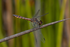Austrothemis nigrescens