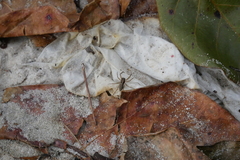 Spartaeus spinimanus