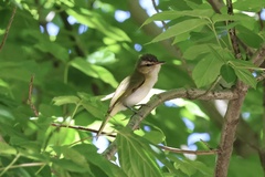 Vireo chivi