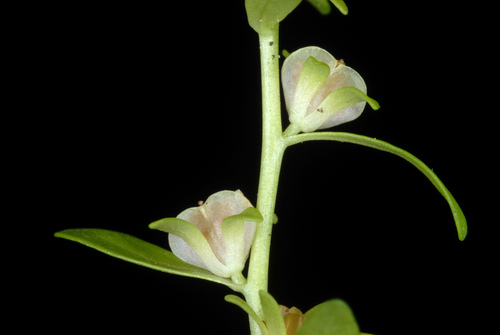 Veronica peregrina