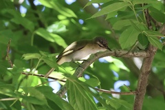 Vireo chivi