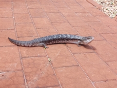 Tiliqua scincoides intermedia