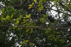 Antidesma bunius