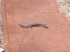 Tiliqua scincoides intermedia