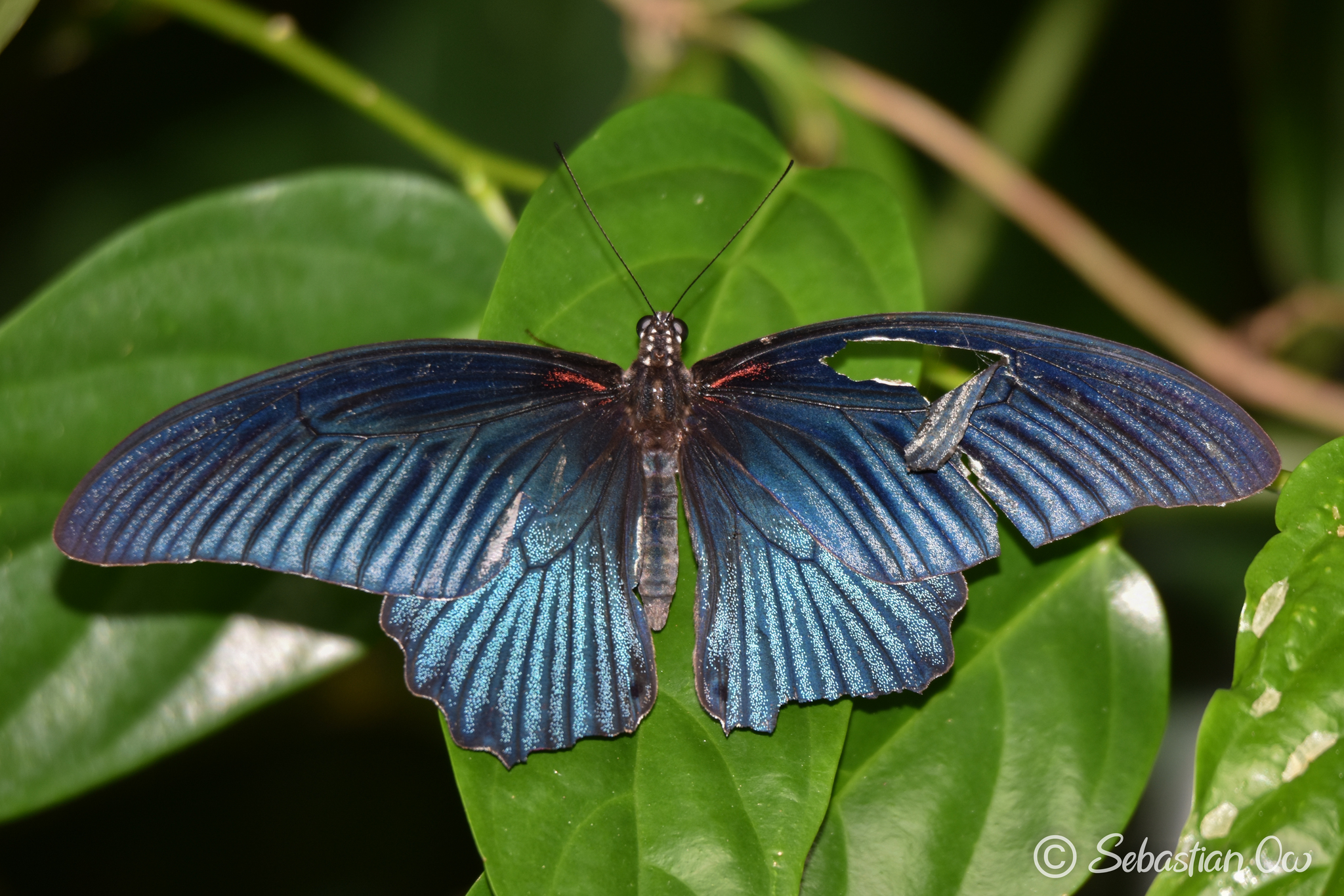 Papilio memnon Linnaeus, 1758