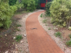 Tiliqua scincoides intermedia