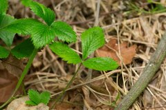 Fragaria vesca