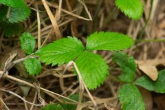 Fragaria vesca