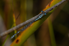 Austrolestes aleison
