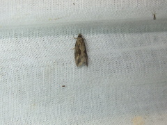 Endothenia quadrimaculana