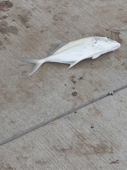 Caranx bucculentus