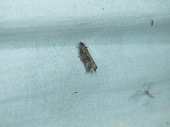 Endothenia quadrimaculana