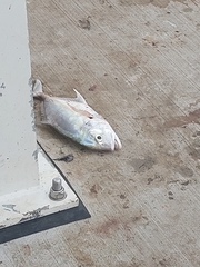 Caranx bucculentus