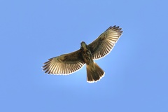 Parabuteo unicinctus
