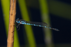 Austrolestes aleison