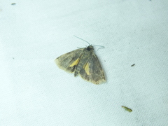 Cryptocala chardinyi