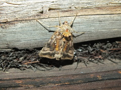 Autographa pulchrina