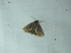 Cryptocala chardinyi