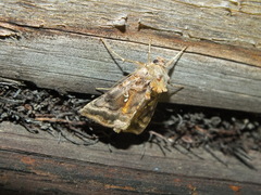 Autographa pulchrina
