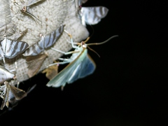 Stemorrhages sericea