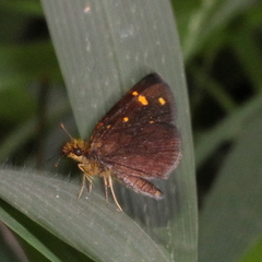 Metisella