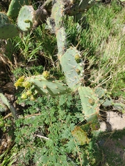 Opuntia caracassana