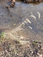 Elymus riparius