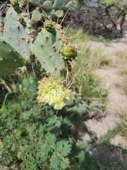 Opuntia caracassana