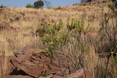 Phymaspermum athanasioides