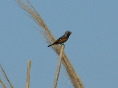 Sporophila ruficollis