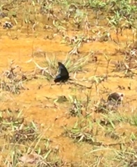 Papilio memnon agenor